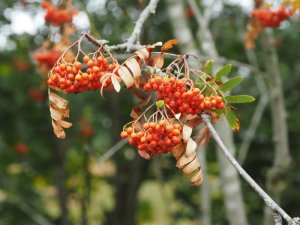 Rowan