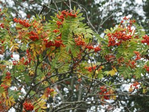 Rowan