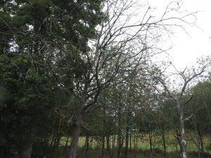 Too late for these Bird cherries