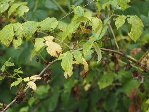 Wild raspberries