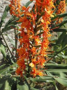 Hedychium greenii