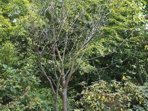 dead Snake Bark Maple