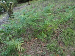bracken regrowth