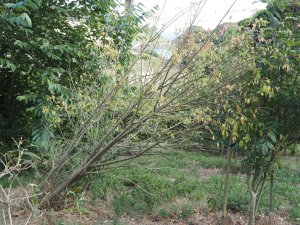Euonymus hamiltonianus ‘Rising Sun’