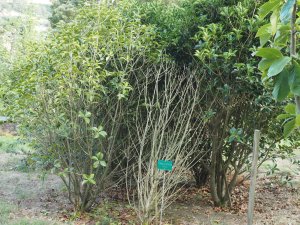 Osmanthus fortunei