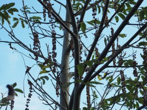 Pterocarya macroptera var. insignis