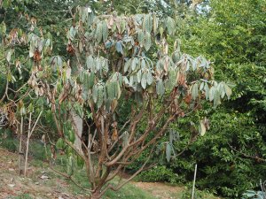 Rhododendrons nearly dead