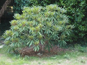 Rhododendron kyawii