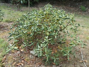 Rhododendron yuefengense