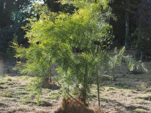 Acacia cultriformis