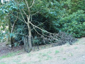 Magnolia branch splits out
