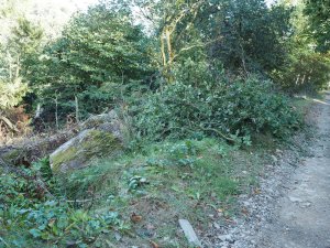 summer branch fell