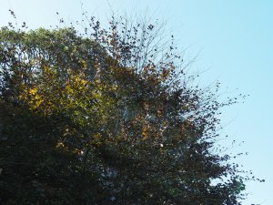 Copper Beech