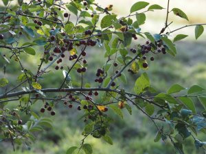 Cotoneaster wilsonii