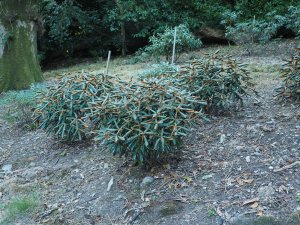 Young struggling rhododendrons