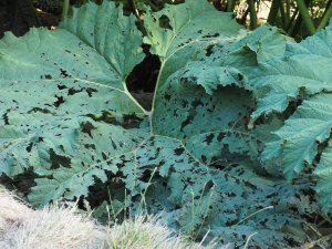 Gunnera leaves pecked by pheasants