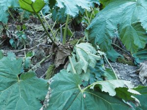Gunnera