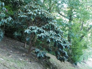 Rhododendron sinogrande