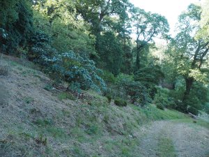 Shade in centre of wood