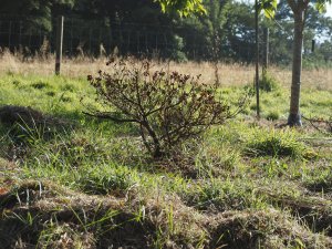 large evergreen azaleas