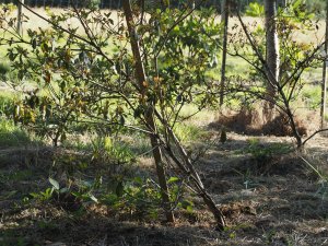 large evergreen azaleas
