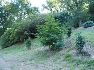 Pterocarya