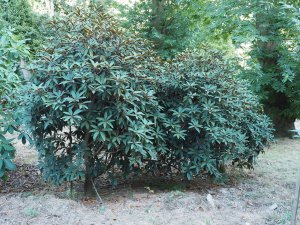 Rhododendron arboreum
