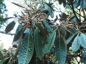 Rhododendron sinogrande with a huge set of seed