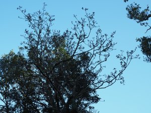 defoliated Sycamore