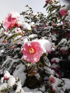 Camellia x williamsii ‘St. Ewe’