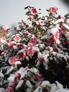 Camellia x williamsii ‘St. Ewe’