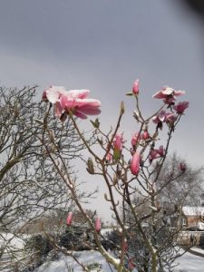 Magnolia ‘Star Wars’