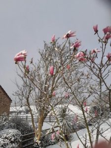 Magnolia ‘Star Wars’