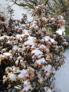 Rhododendron ‘Crossbill’