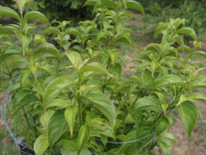 Cornus sunhangii (TH gift 2024)