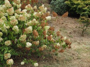 Hydrangea paniculata ‘Polar Bear’