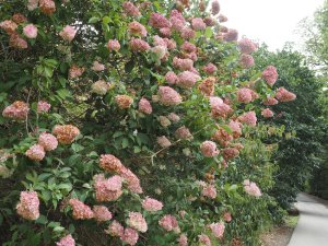 Hydrangea paniculata ‘Vanille Fraise’
