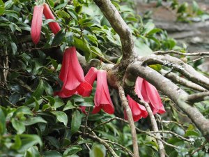 Lapageria rosea