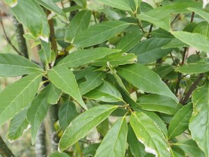 Lithocarpus dealbatus