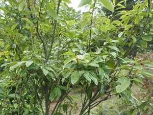 Lithocarpus dealbatus