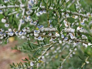 Melicytus crassifolius
