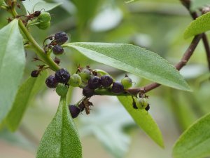 Myoporum laetum