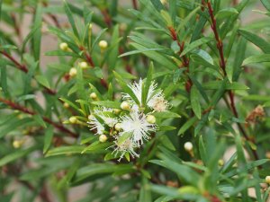 Myrceugenia leptospermoides