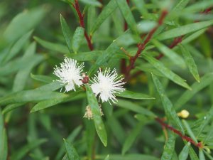 Myrceugenia leptospermoides