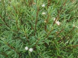 Myrceugenia leptospermoides