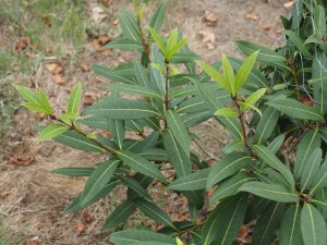 Osmanthus americanus