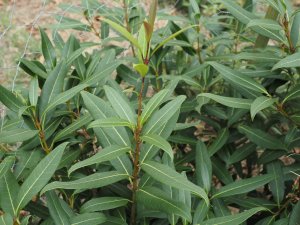 Osmanthus americanus