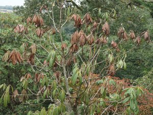 Rhododendron grande