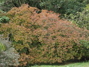 Rhododendron schlippenbachii