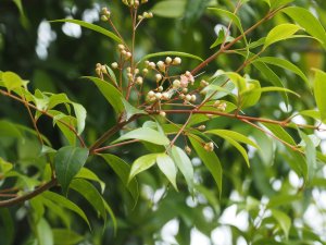 Syzygium smithii
